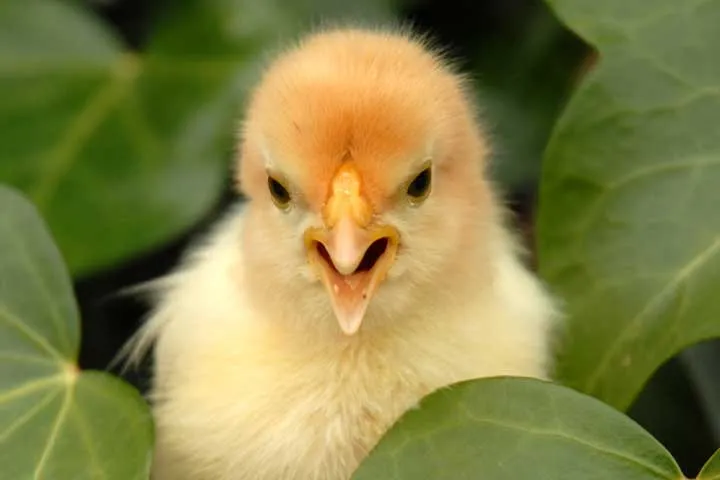 Chick quality