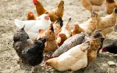 5 Tips for Raising Healthy, Happy Chickens